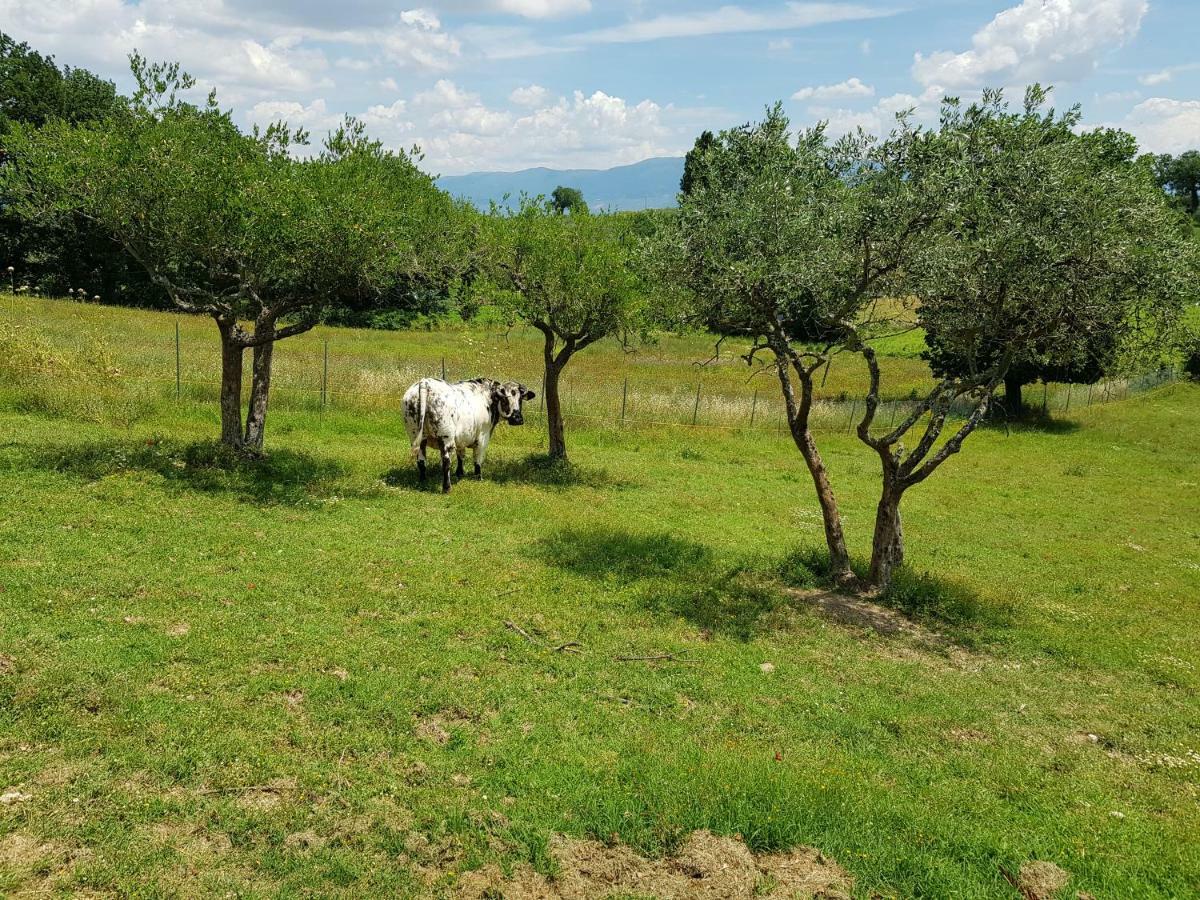 Agriturismo Arcobaleno Della Torretta Giano dellʼUmbria Buitenkant foto